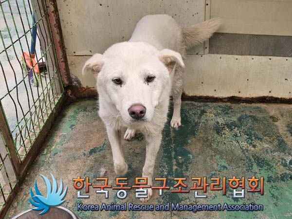 종료(안락사) 믹스…